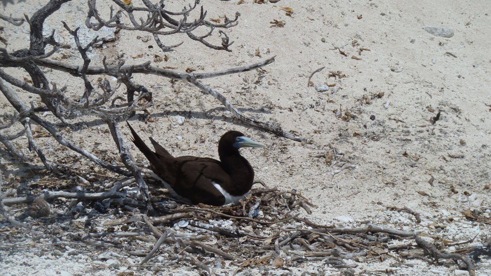 Brown Booby.