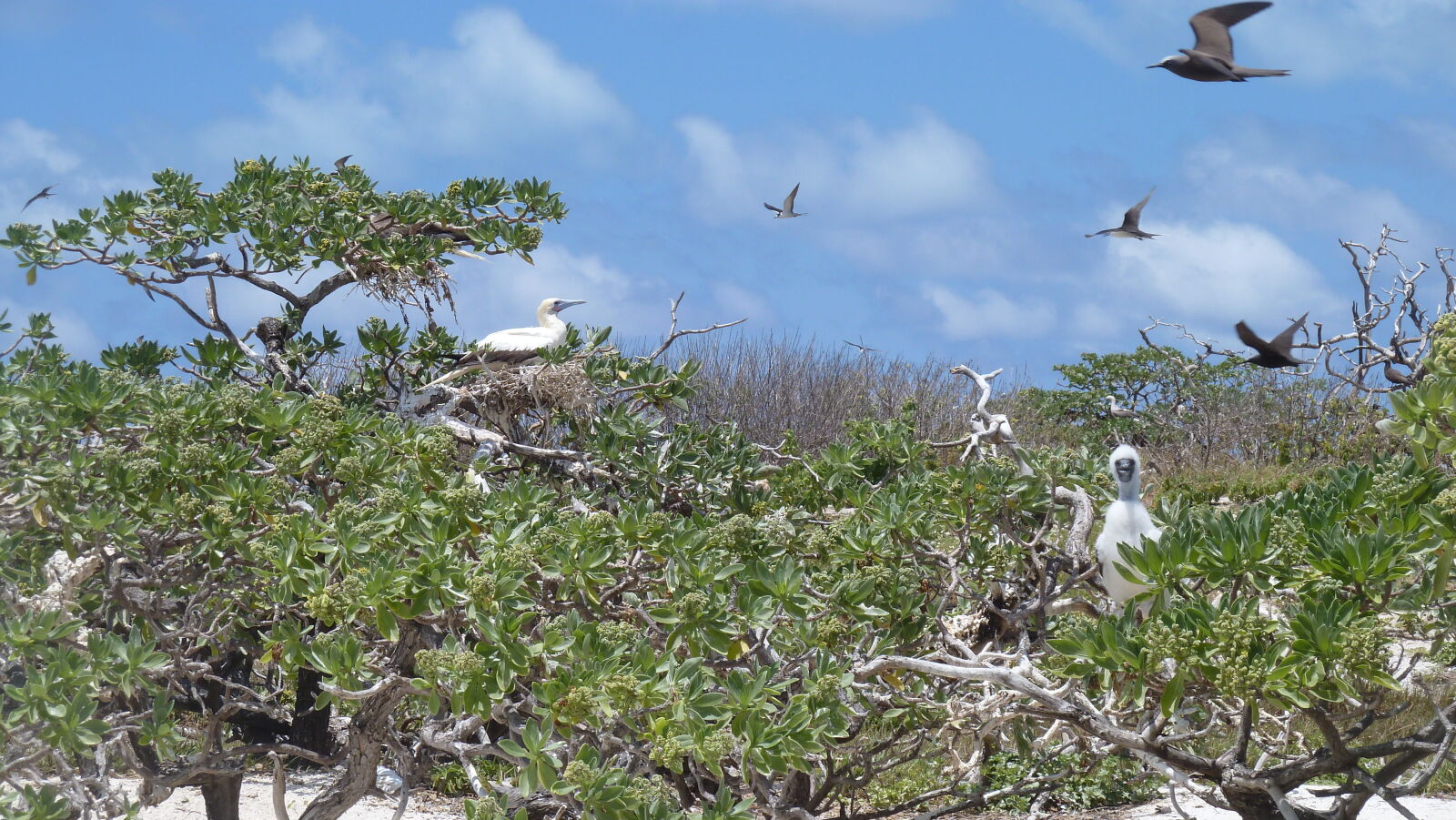 Red-footed Booby.