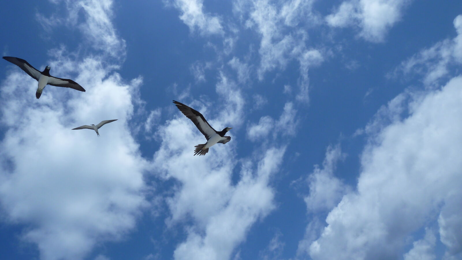 Brown Boobies, Sooty Tern.