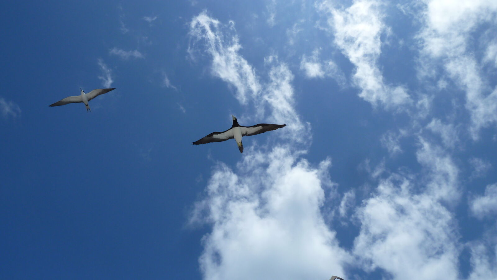 Sooty Tern, Brown Booby.