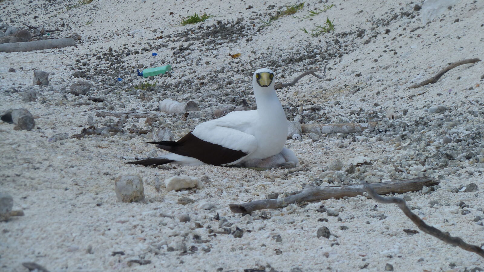 Masked Booby mit Küken.