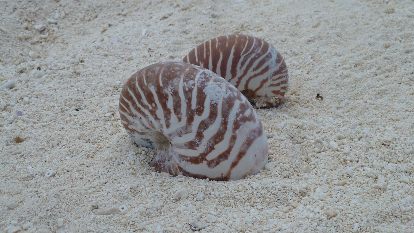 Leere Nautilusse.