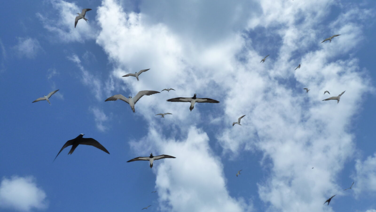 Vögel.