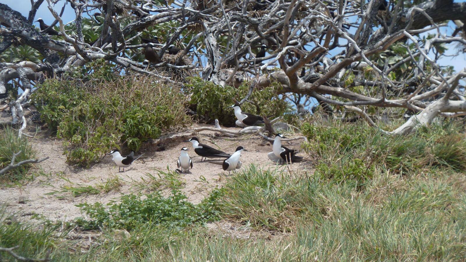 Sooty Terns, manche machen den Gebrochener-Flügel-Bluff.