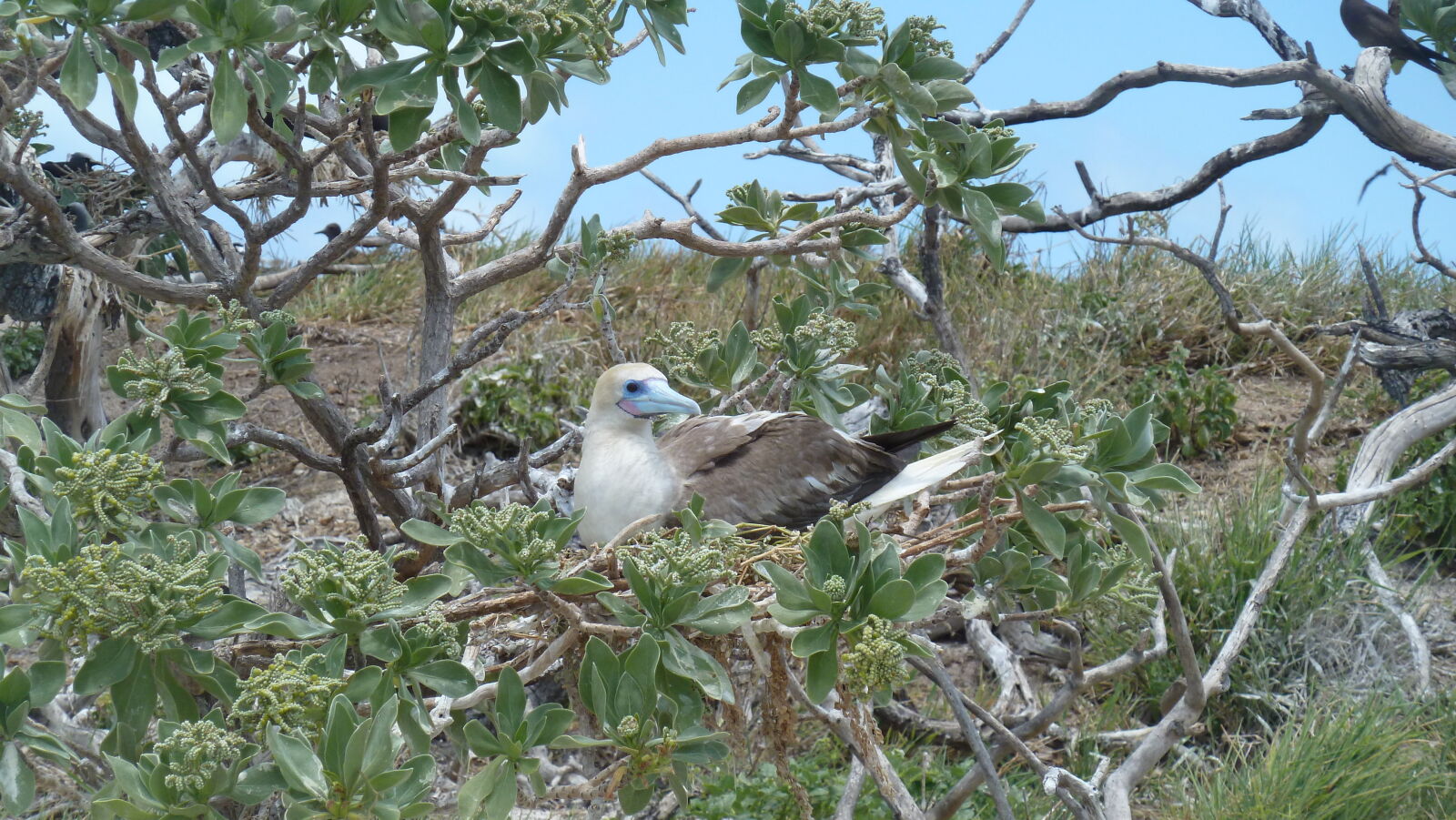 Red-footed Booby.