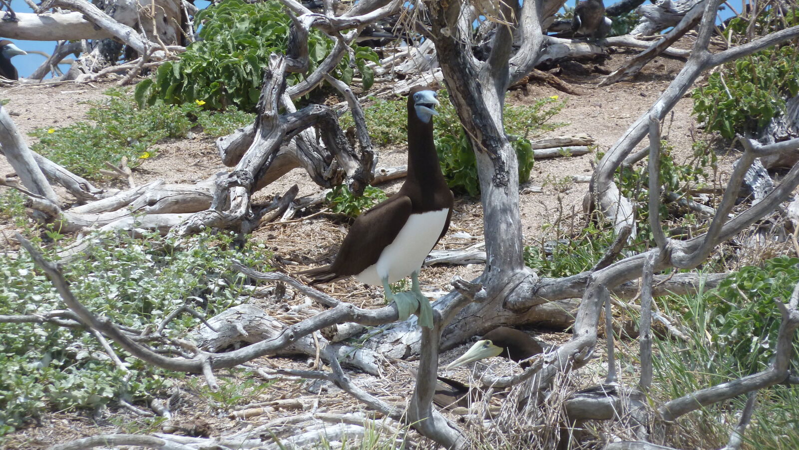 Brown Booby.