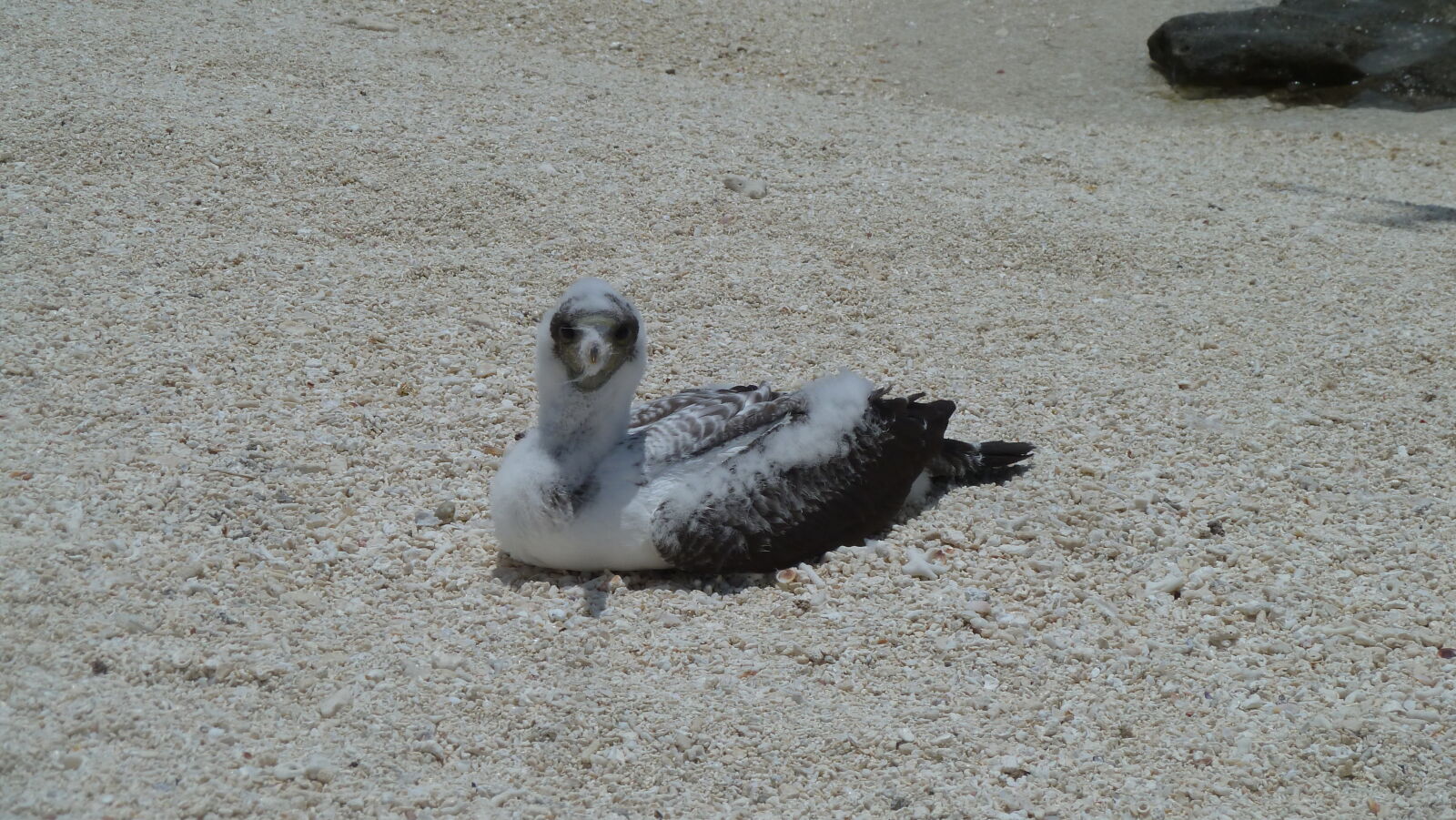 Junger Booby.