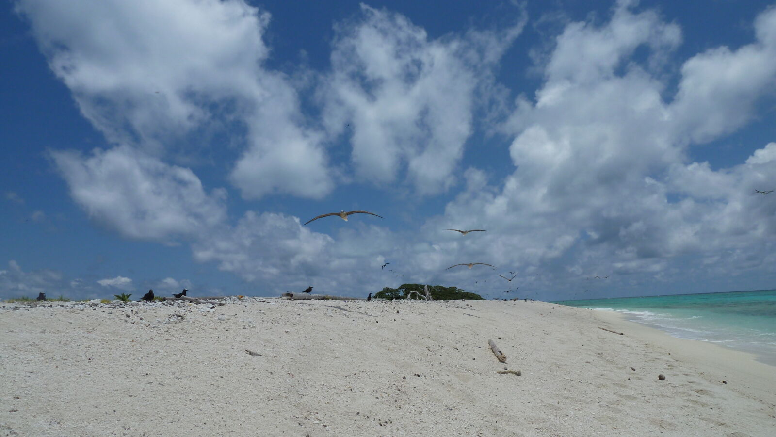 Red-footed Boobies.
