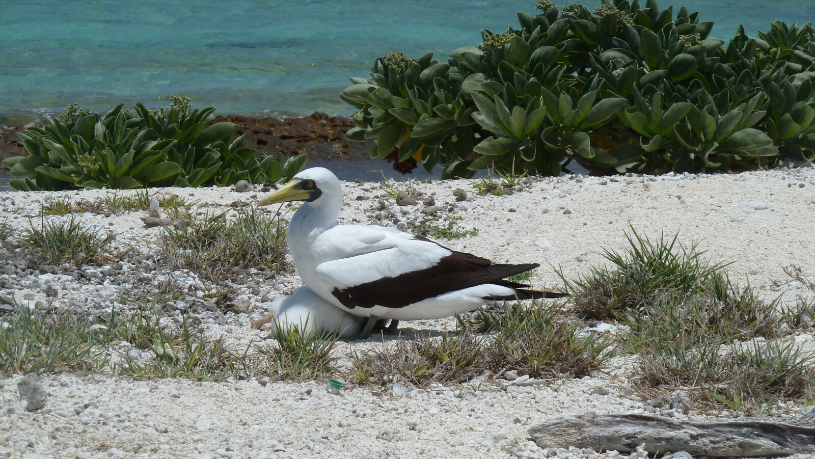Masked Booby mit Küken.