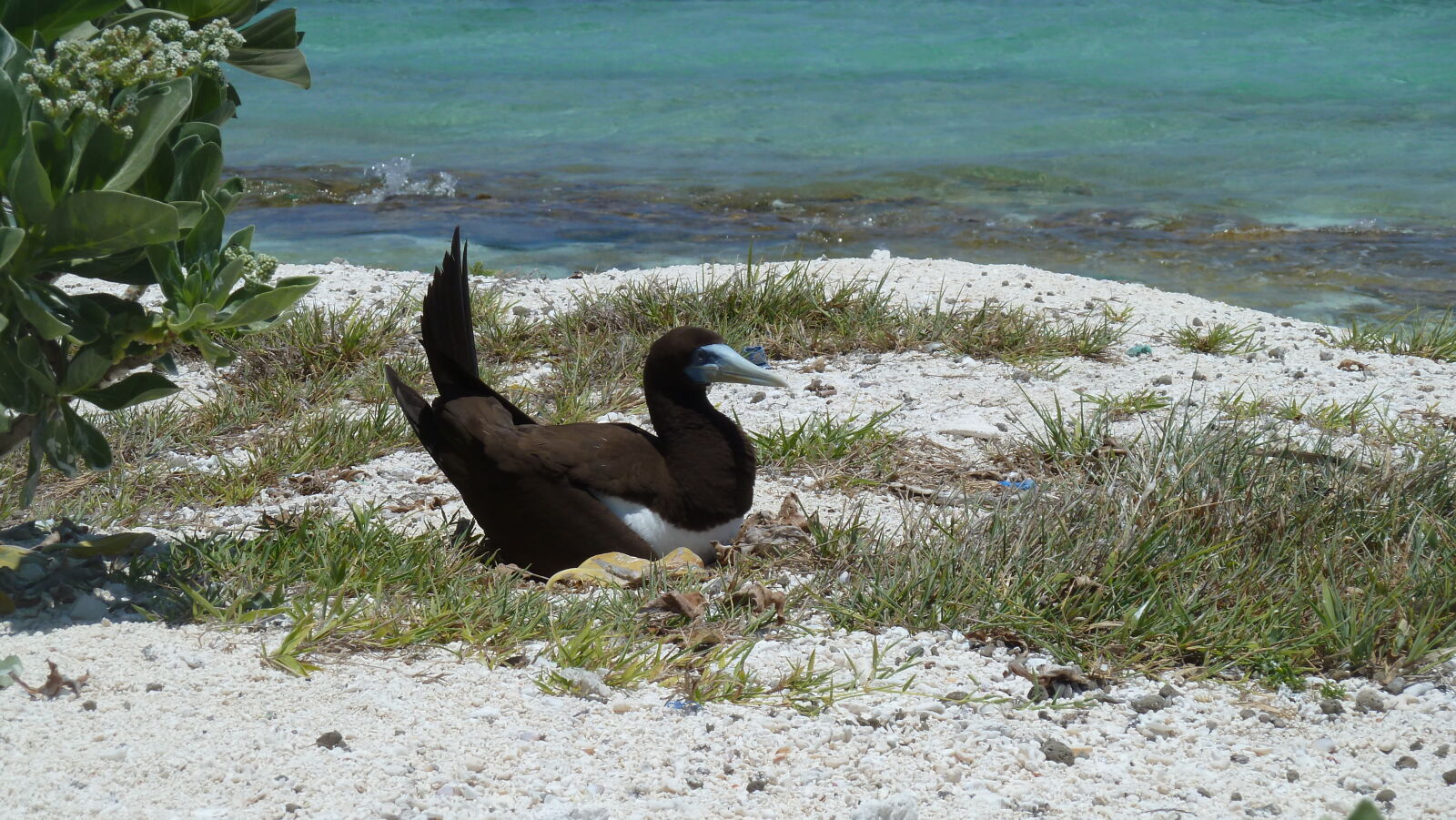 Brown Booby.