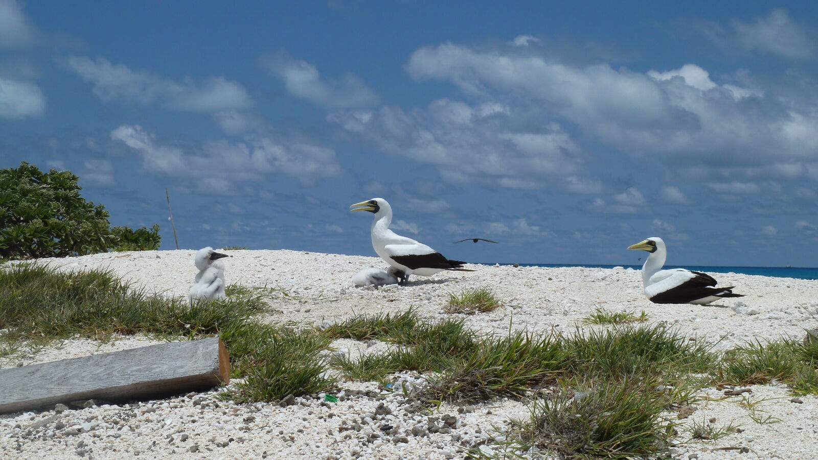 Masked Boobies.