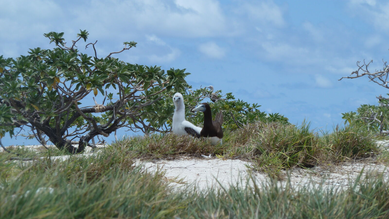 Brown Boobies.
