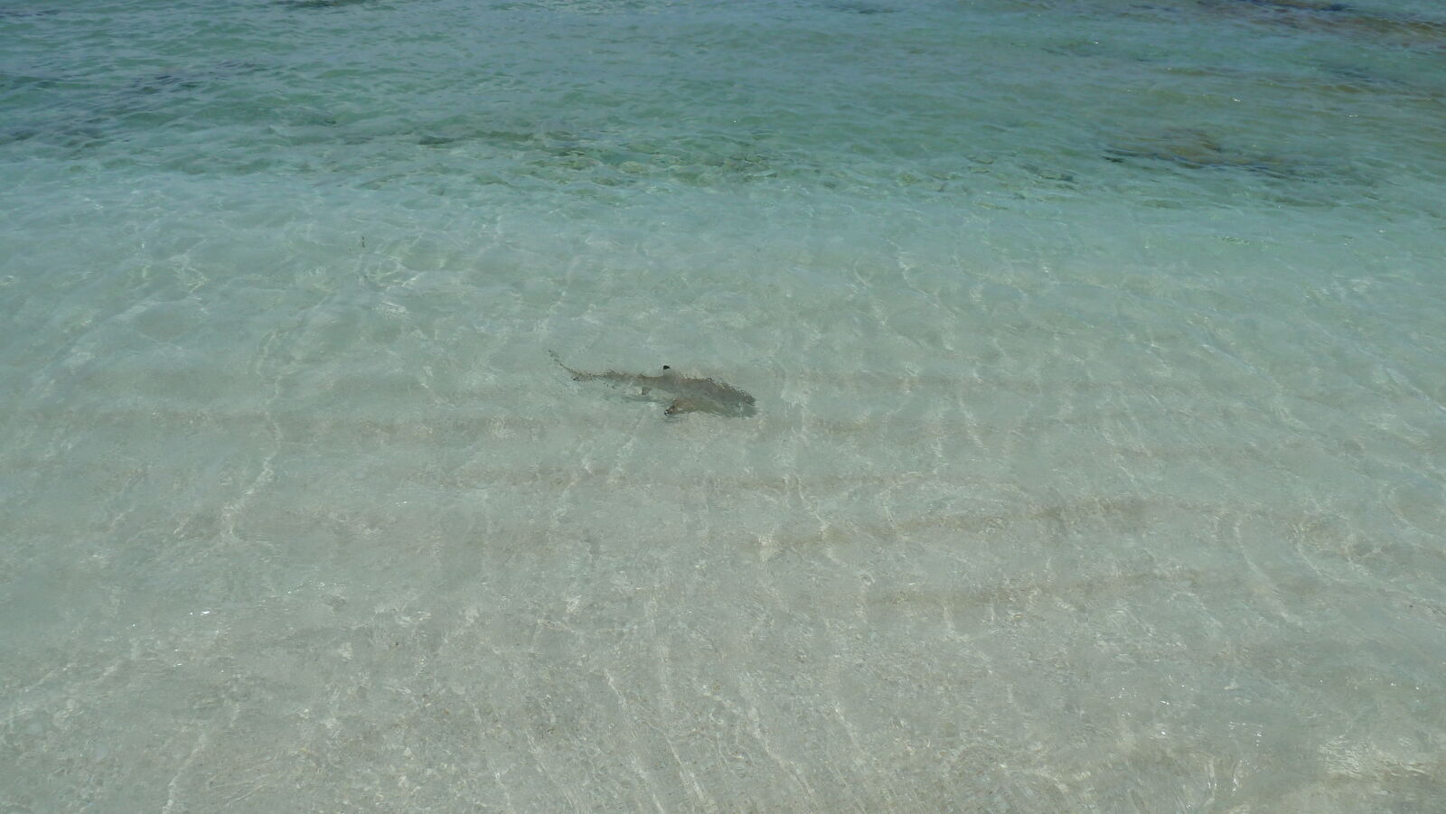 Blacktip Reefshark.