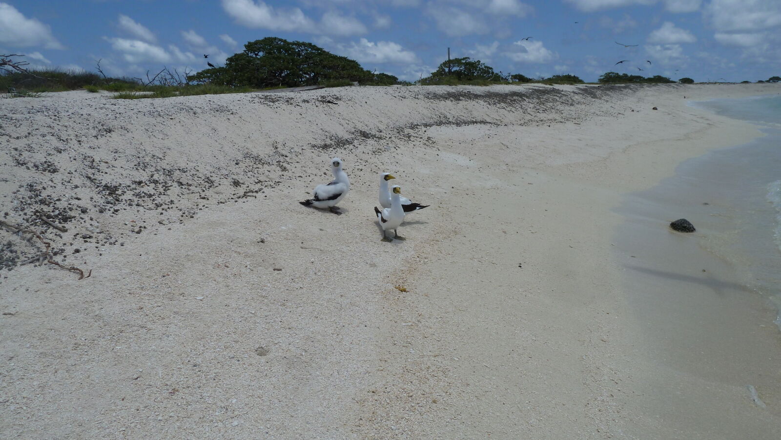 Masked Boobies.