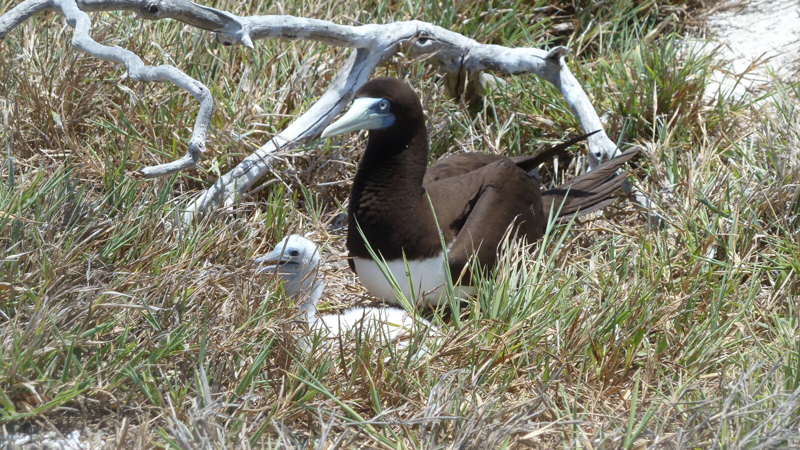 Brown Boobies.