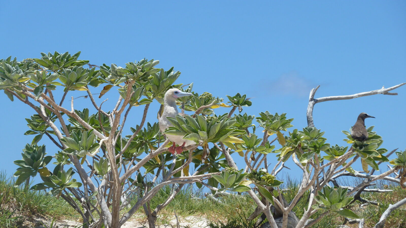 Red-footed Booby.