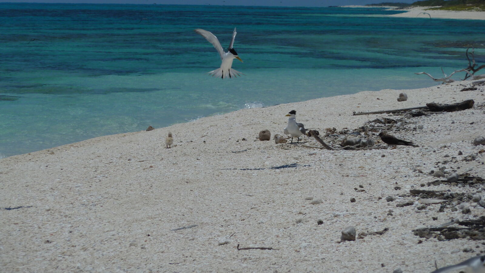 Crested Terns verteidigen ihr Küken.