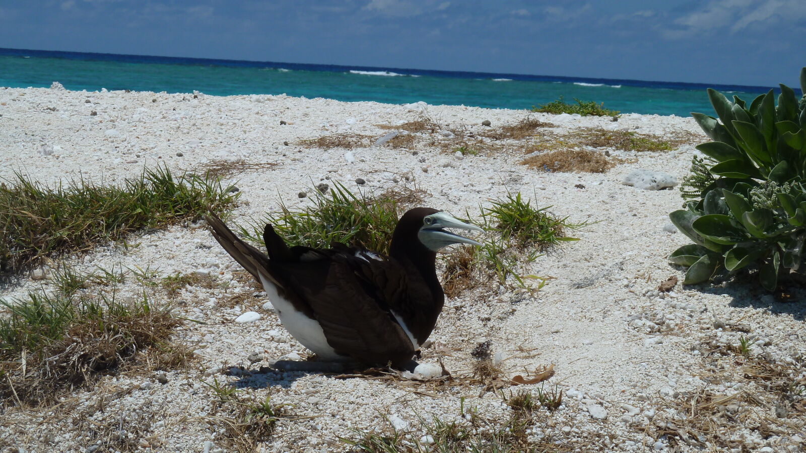 Brown Booby.