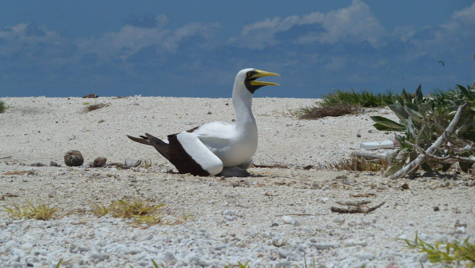 Masked Booby.