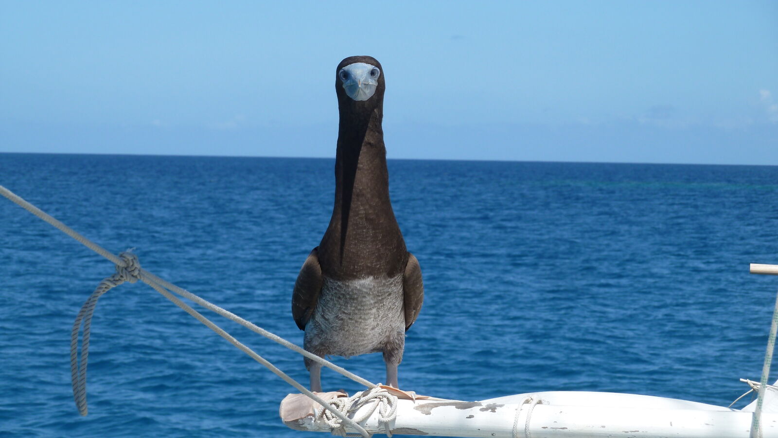 Brown Booby.