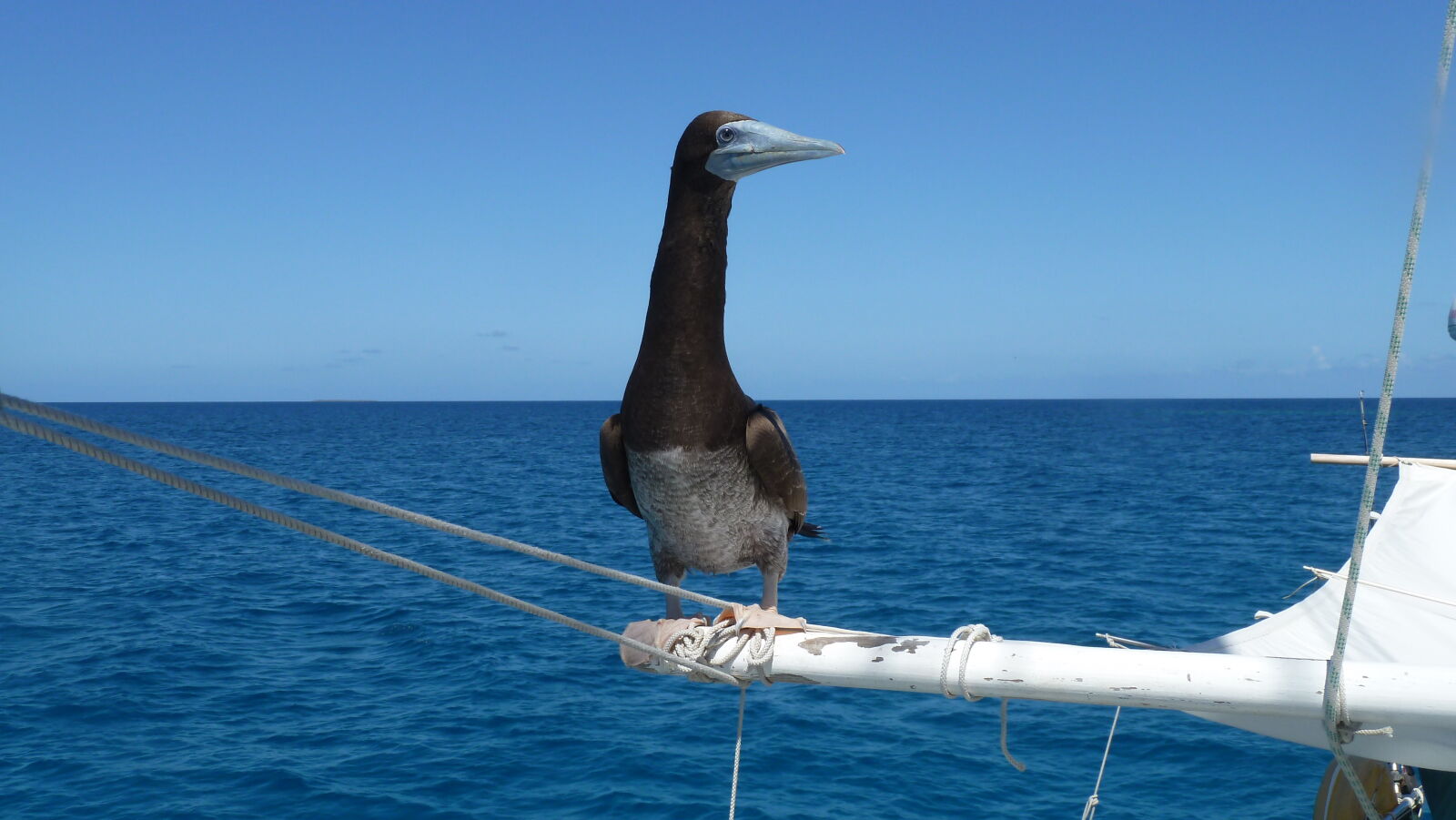 Brown Booby.