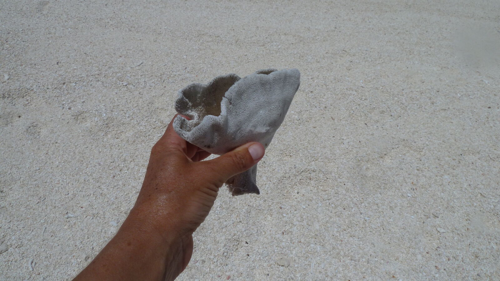 Strandgut (Schwamm).