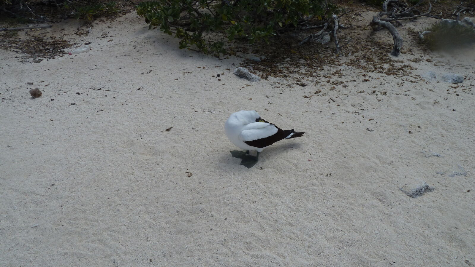 Masked Booby, schlafend.
