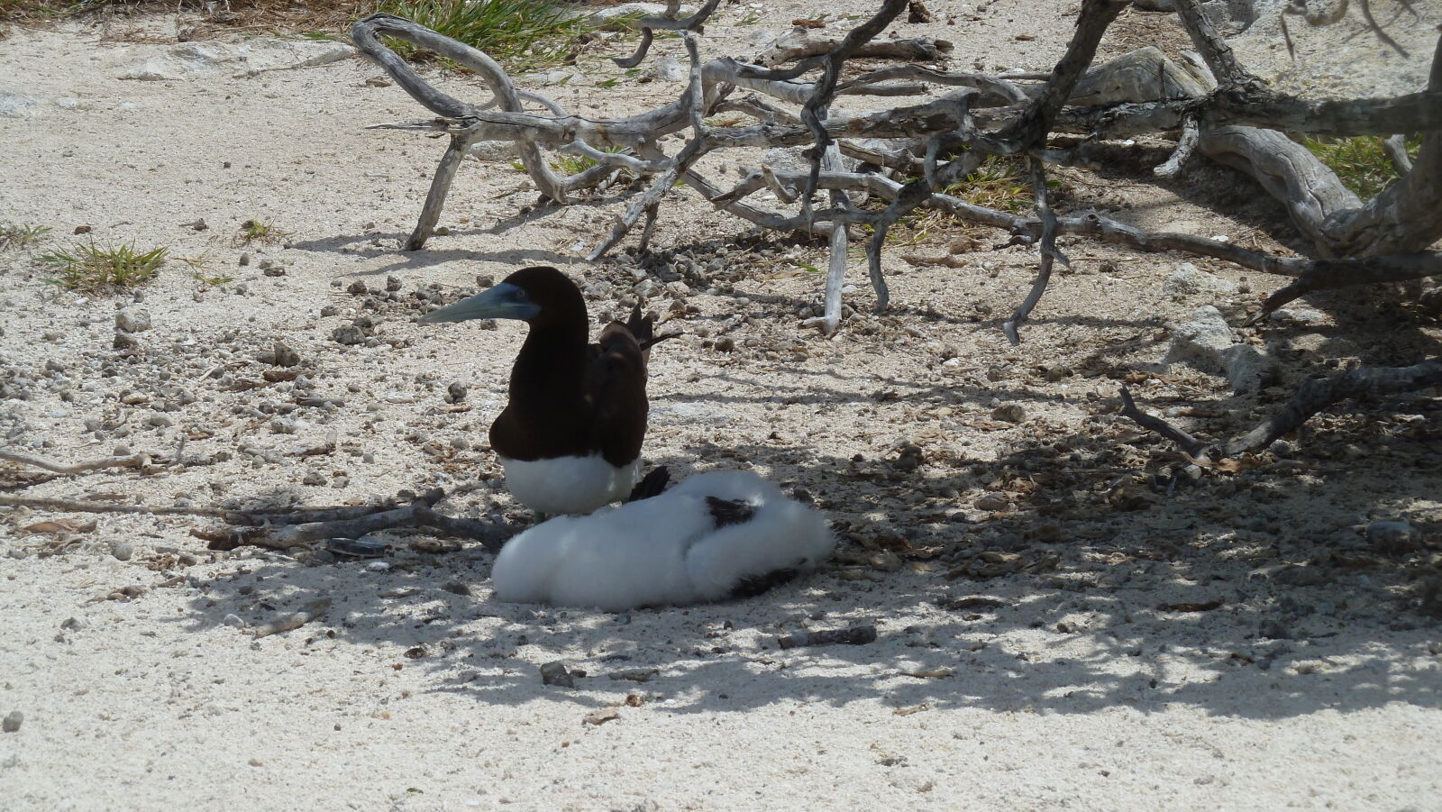 Brown Boobies.