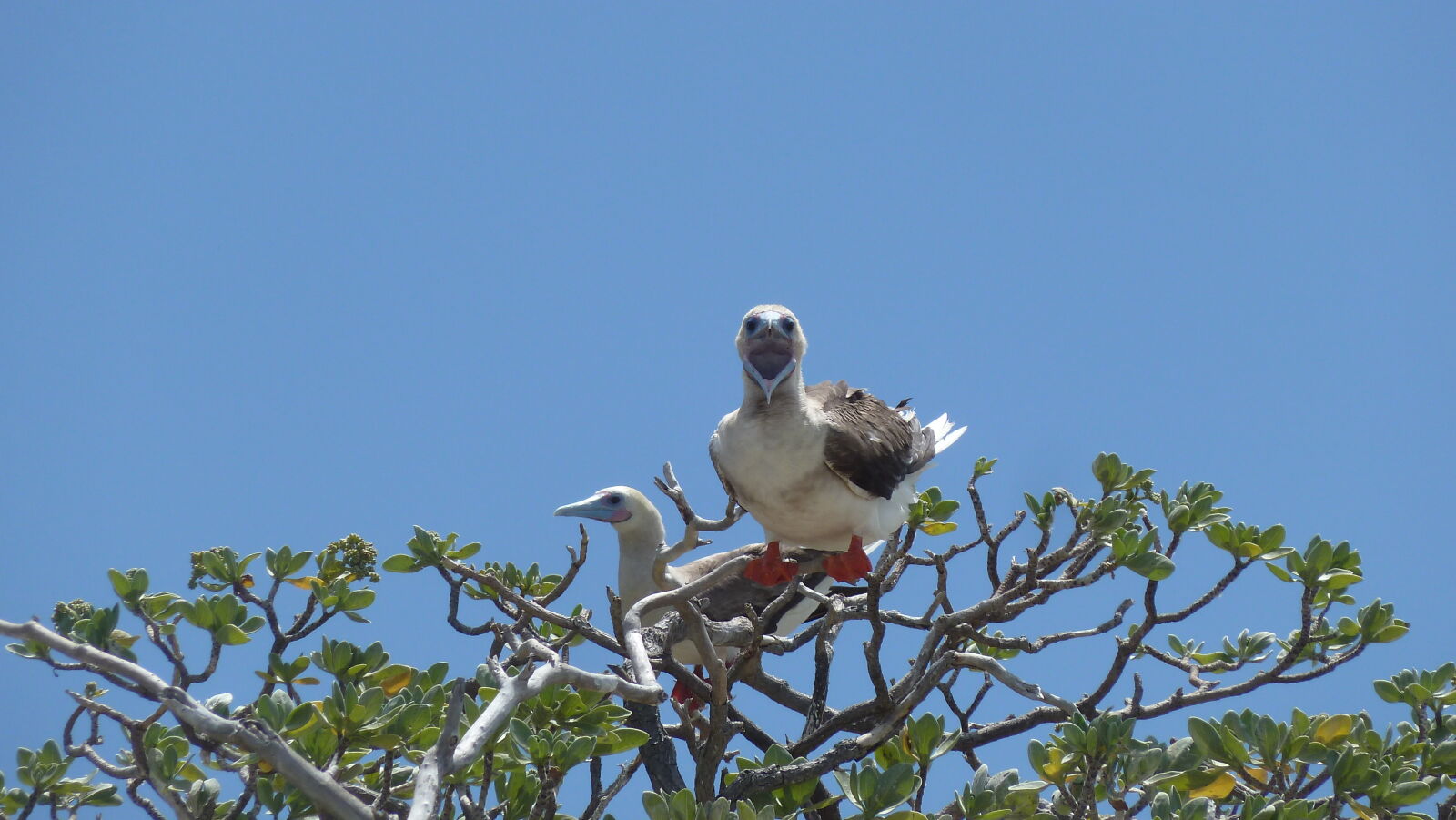 Red-footed Boobies.