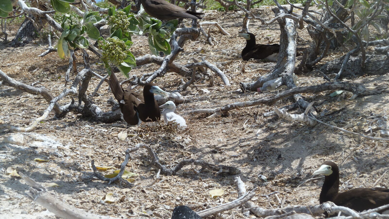 Brown Boobies.