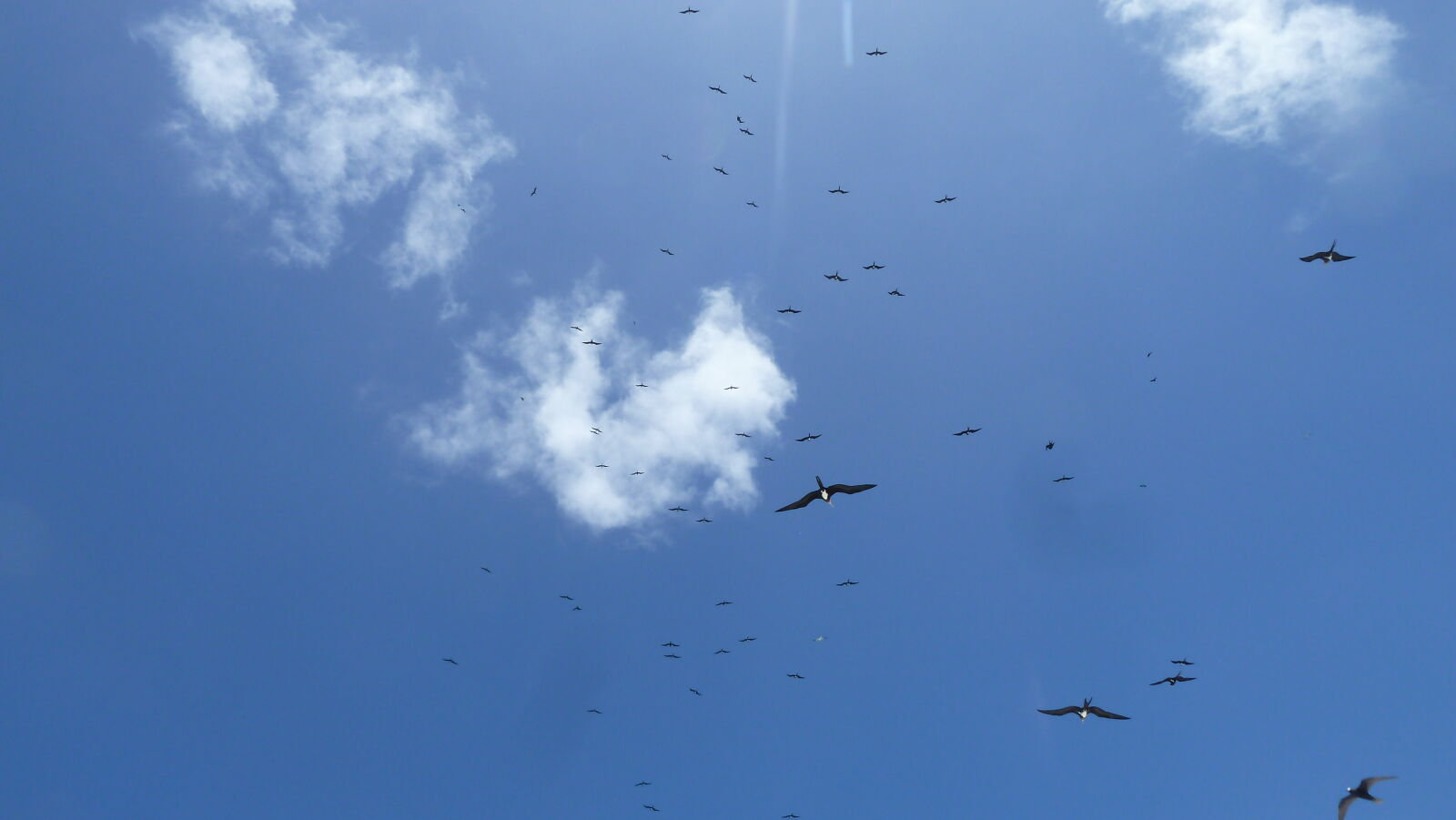 Fregattvögel.