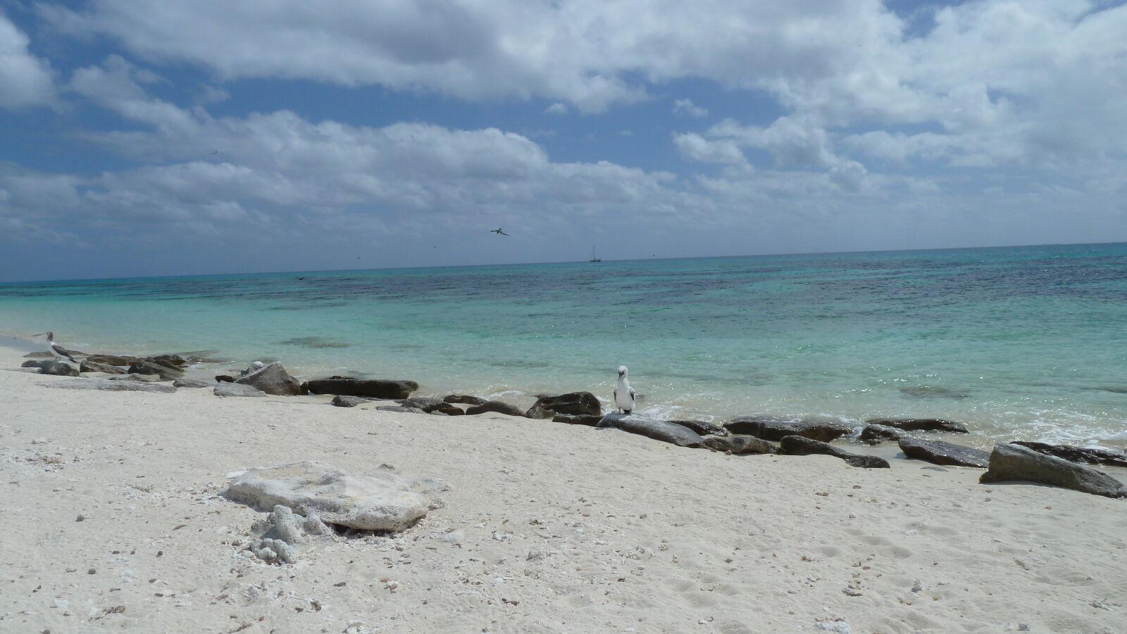 Masked Booby.