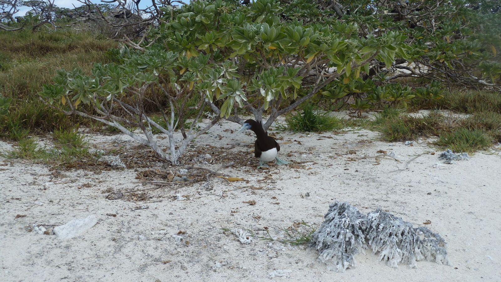 Brown Booby mit Baby.