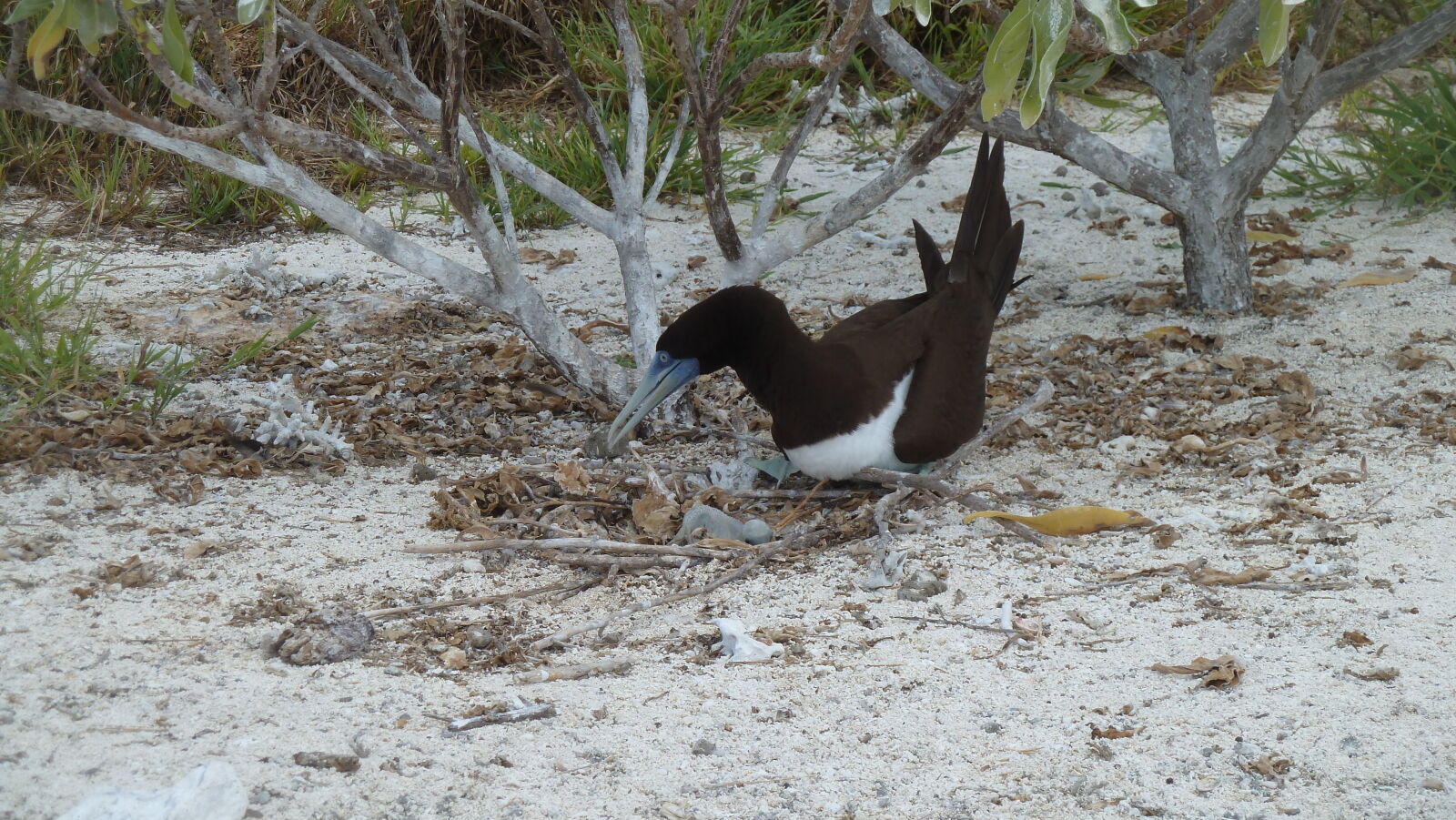 Brown Booby mit Baby.