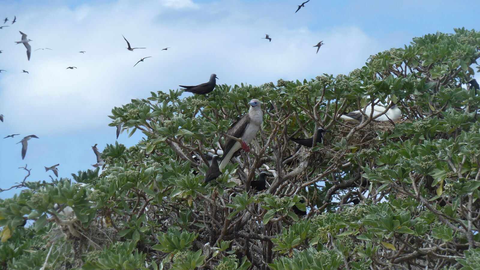 Red-footed Booby und Noddies.