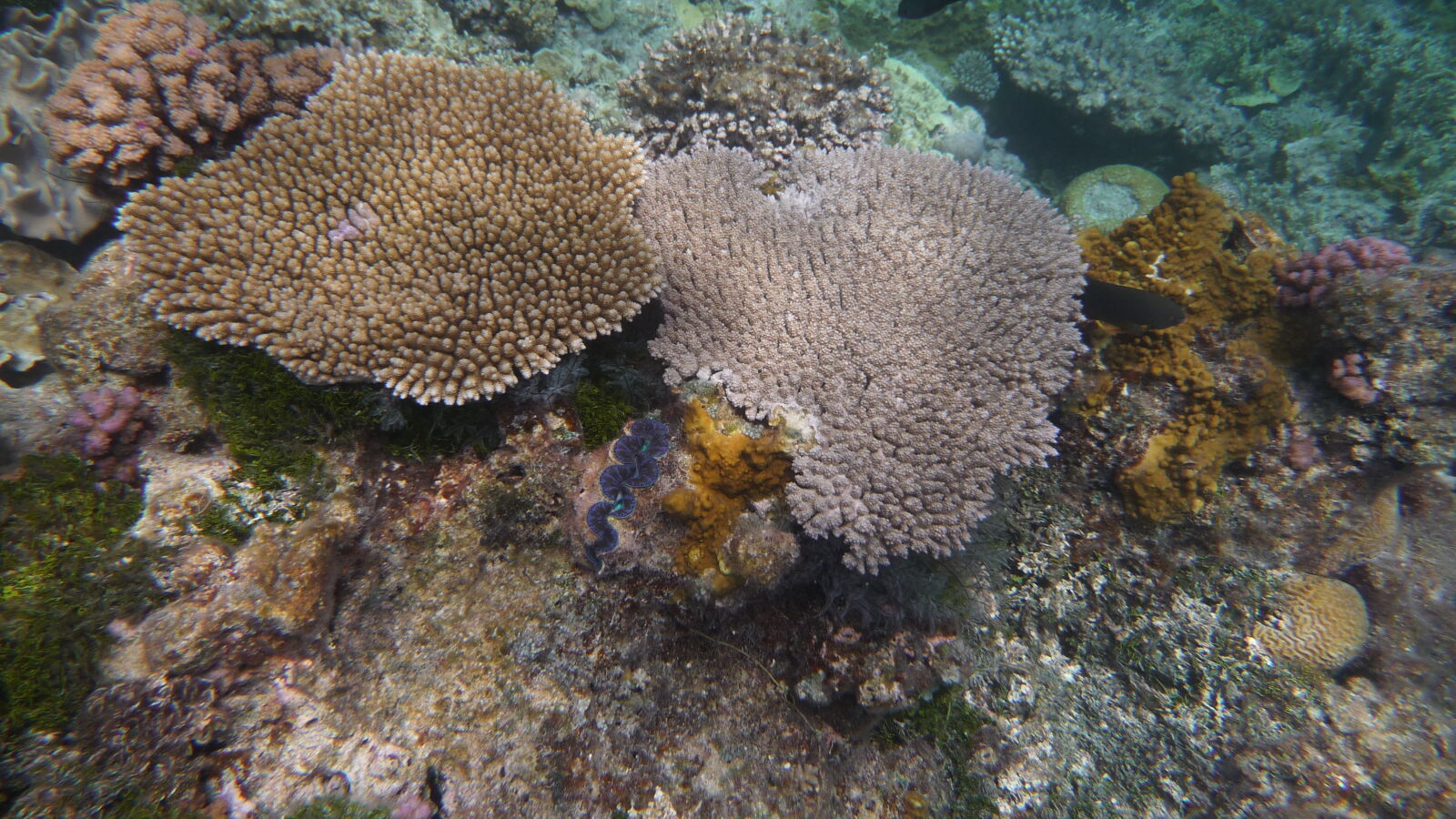 Giant Clam; Schnorcheln in der Lagune.
