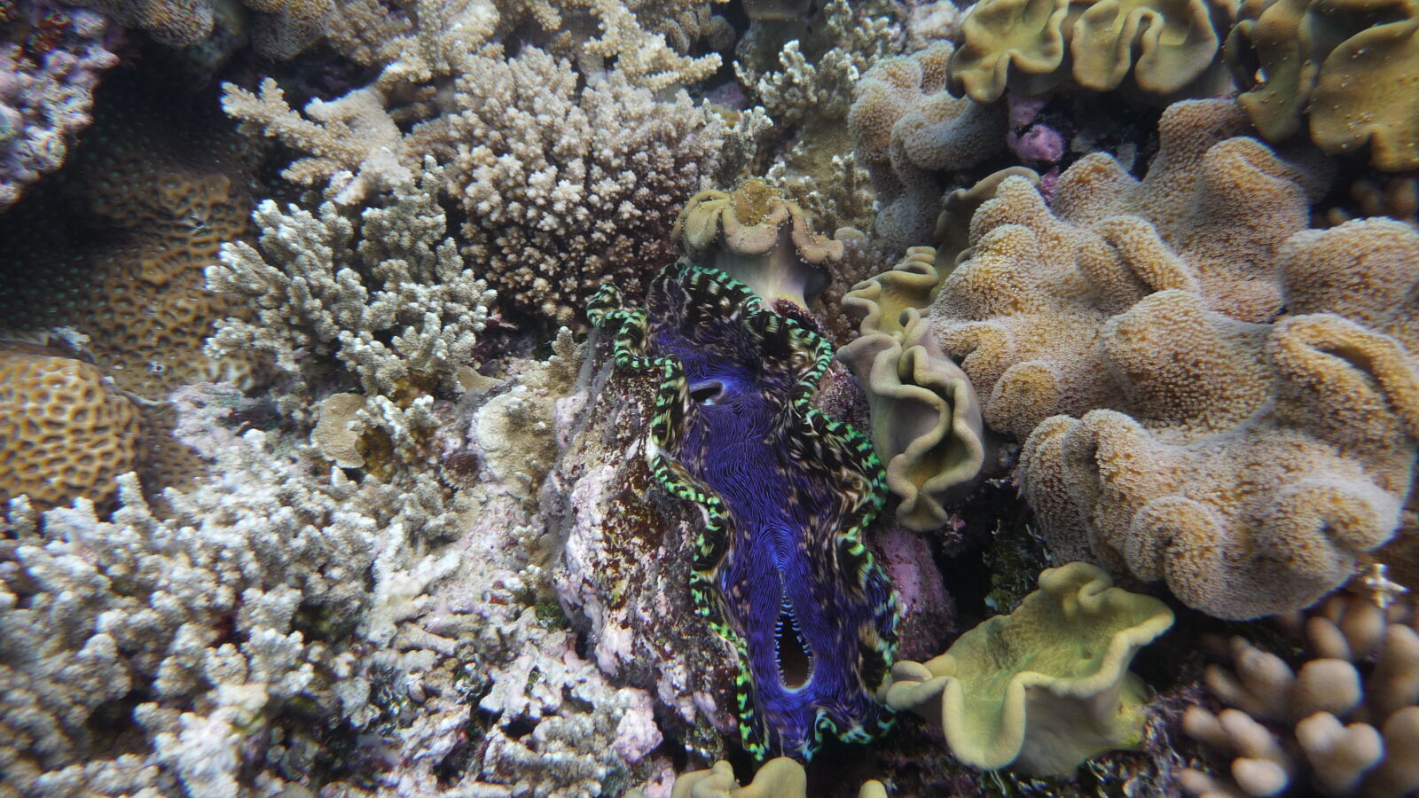 Giant Clam; Schnorcheln in der Lagune.