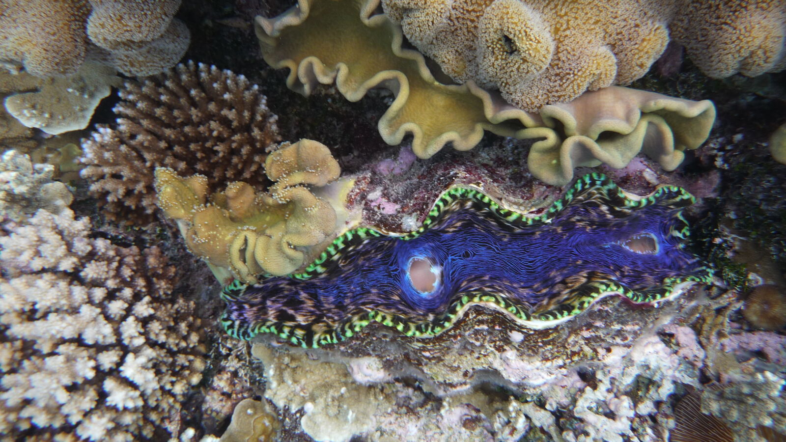 Giant Clam; Schnorcheln in der Lagune.
