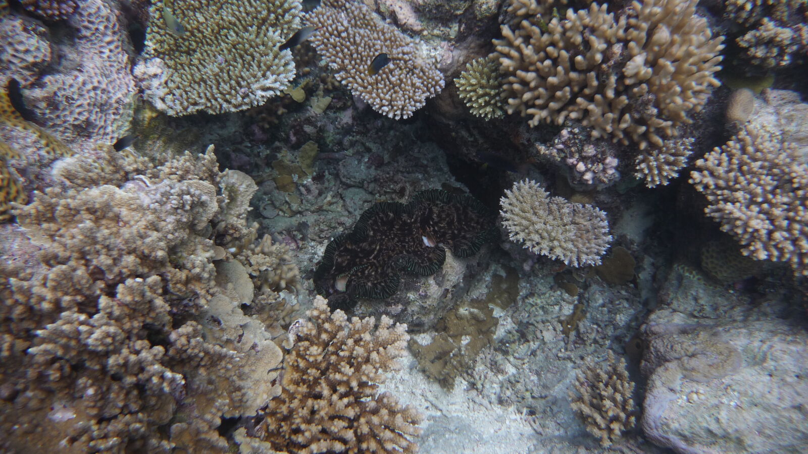 Giant Clam.