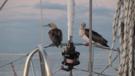 Red-footed Boobies.
