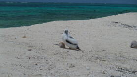 Masked Booby.