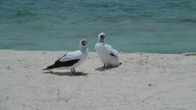 Masked Boobies.