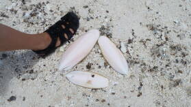 Tintenfischskelette.