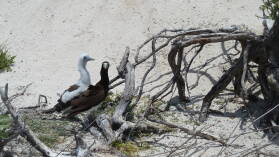 Brown Boobies.
