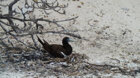 Brown Booby.