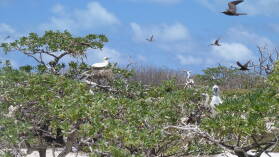 Red-footed Booby.