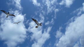 Brown Boobies, Sooty Tern.