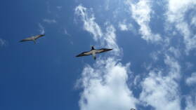 Sooty Tern, Brown Booby.