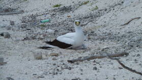 Masked Booby mit Küken.