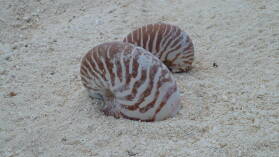 Leere Nautilusse.